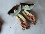 Boletus vermiculosus image