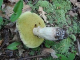 Boletus chippewaensis image