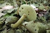 Xanthoconium affine image