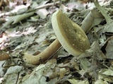 Xanthoconium affine image
