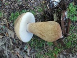 Tylopilus felleus image