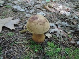 Tylopilus felleus image