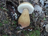 Tylopilus felleus image