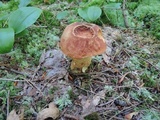 Boletus subcaerulescens image