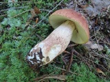 Boletus subcaerulescens image