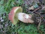 Boletus subcaerulescens image