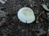 Entoloma sinuatum image