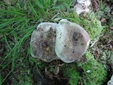 Russula albonigra image
