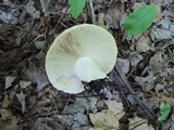 Russula compacta image