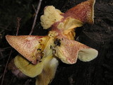 Tricholomopsis rutilans image