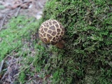 Boletellus chrysenteroides image