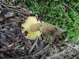 Boletellus chrysenteroides image