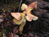 Tricholomopsis rutilans image