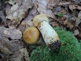 Russula grata image