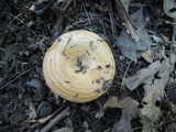 Lactarius psammicola f. glaber image