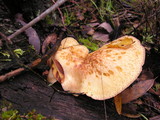 Tricholomopsis rutilans image