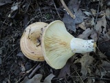 Lactarius psammicola image