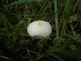 Chlorophyllum hortense image