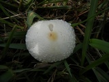 Chlorophyllum hortense image