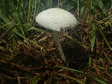 Chlorophyllum hortense image