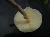 Chlorophyllum hortense image