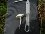 Chlorophyllum hortense image
