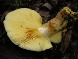 Tricholomopsis rutilans image