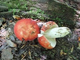 Russula flavisiccans image