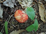 Russula flavisiccans image