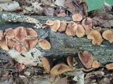 Galiella rufa image