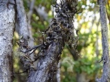 Platismatia stenophylla image