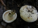 Lactarius glaucescens image