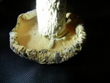 Lactarius glaucescens image
