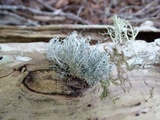 Ramalina roesleri image