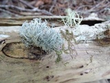 Ramalina roesleri image