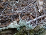 Ramalina roesleri image