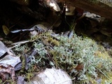 Cladonia furcata image