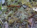 Cladonia furcata image