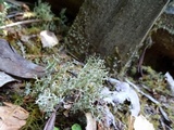 Cladonia furcata image