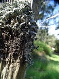 Hypogymnia rugosa image