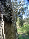Hypogymnia rugosa image