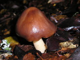 Rhodocollybia butyracea image