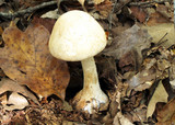 Amanita cokeri image