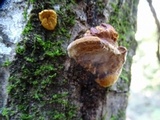 Phellinus gilvus image