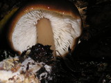 Rhodocollybia butyracea image
