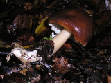Rhodocollybia butyracea image