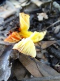 Hygrocybe splendidissima image