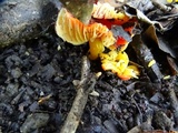 Hygrocybe splendidissima image