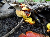 Hygrocybe splendidissima image