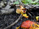 Hygrocybe splendidissima image